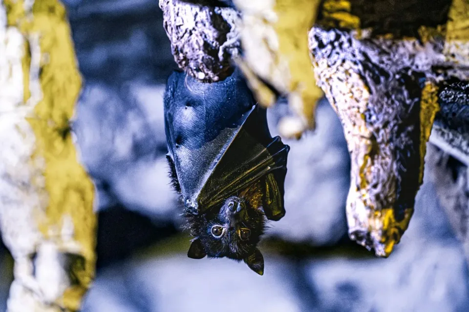 Bat — Pest Control Bat — Pest Control
