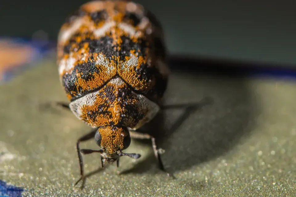 Carpet Beetle — Pest Control