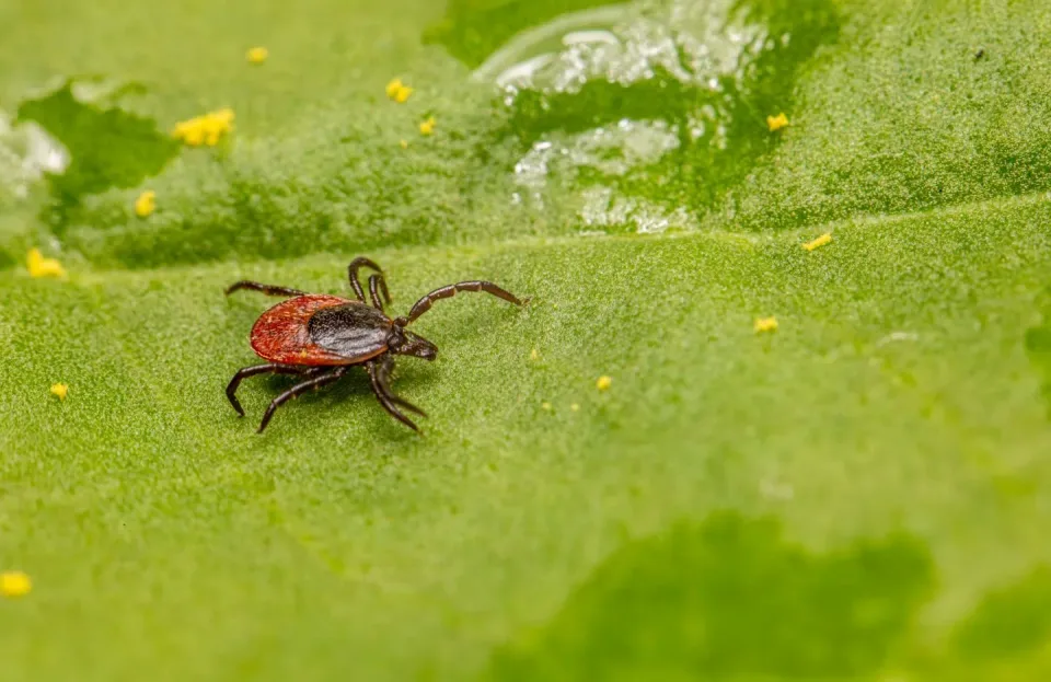 Castor Bean Tick — Pest Control Castor Bean Tick — Pest Control