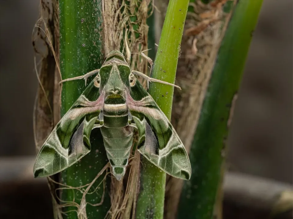 Oleander Hawk Moth — Pest Control Oleander Hawk Moth — Pest Control