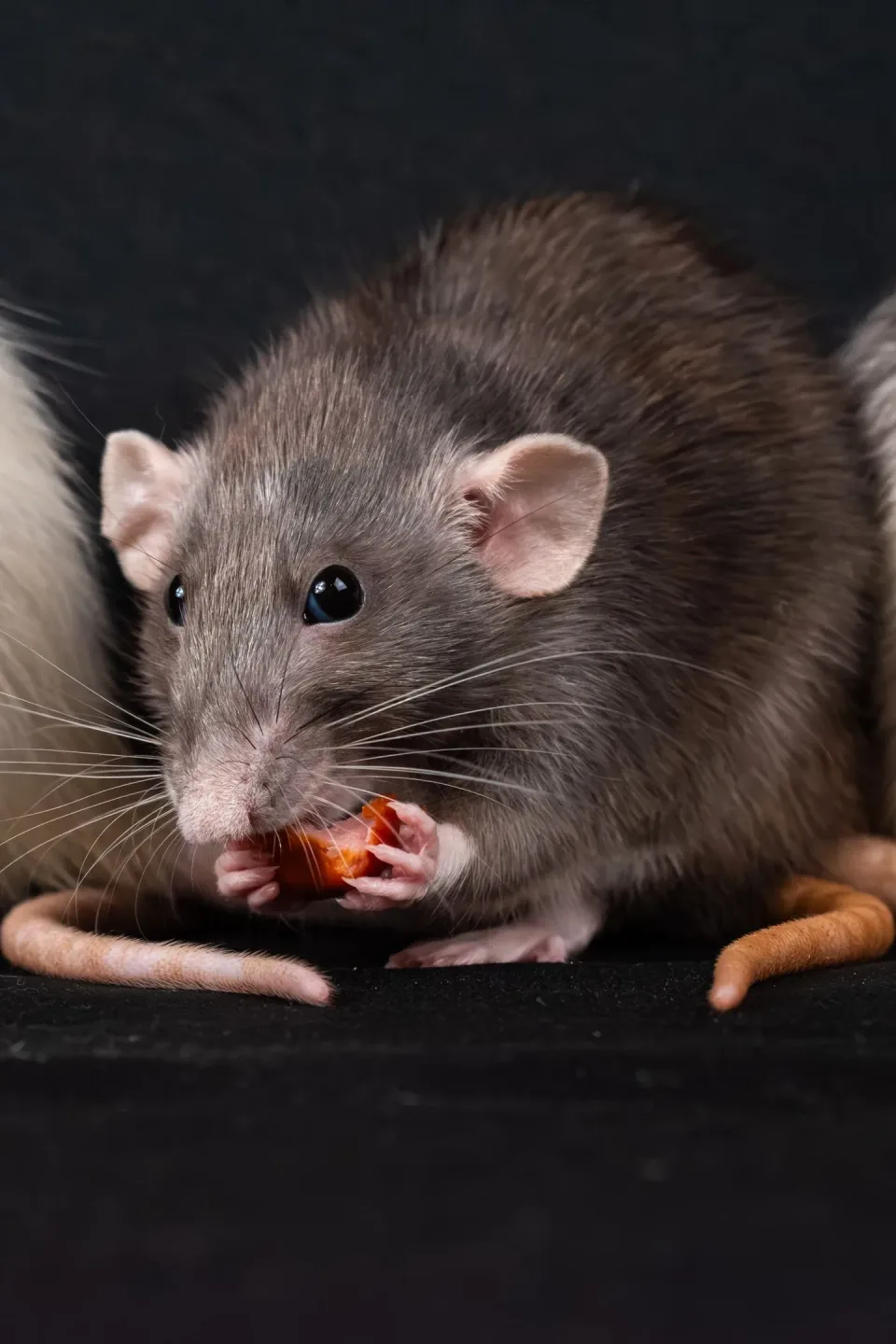 Rat — Pest Control Rat — Pest Control